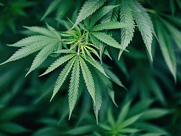 Eine Cannabis Pflanze