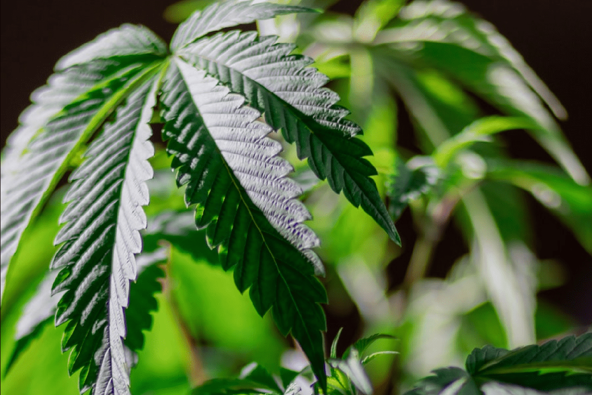 Bilder einer Cannabis-Pflanze